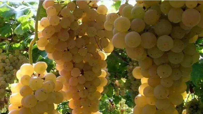 Vino, l’incognita del caldo sulla raccolta in Oltrepò: «Grappoli a rischio scottatura»